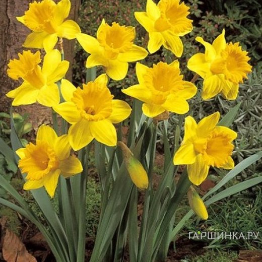 Нарцисс Дач Мастер крупнокорончатый 5шт