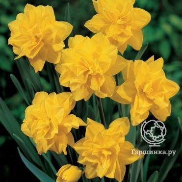 Нарцисс Голден Дукат махровый 5шт