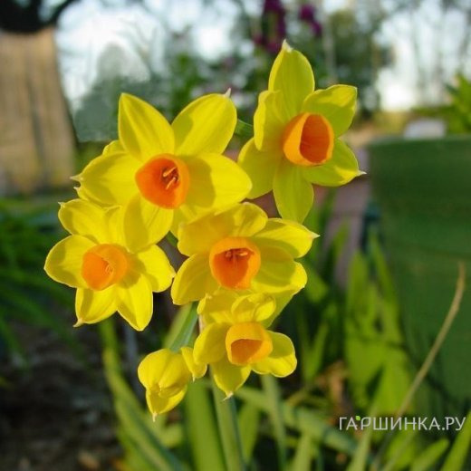 Нарцисс Гранд Солейль дОр мини 5шт