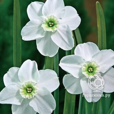 Нарцисс Грин Айд Лейди мелкокорончатый 5шт