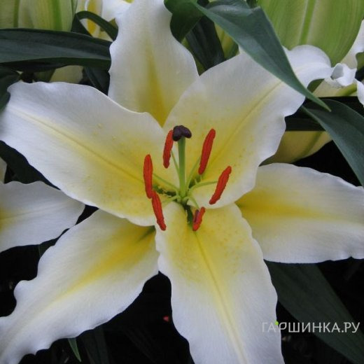 Лилия Баферрари восточная