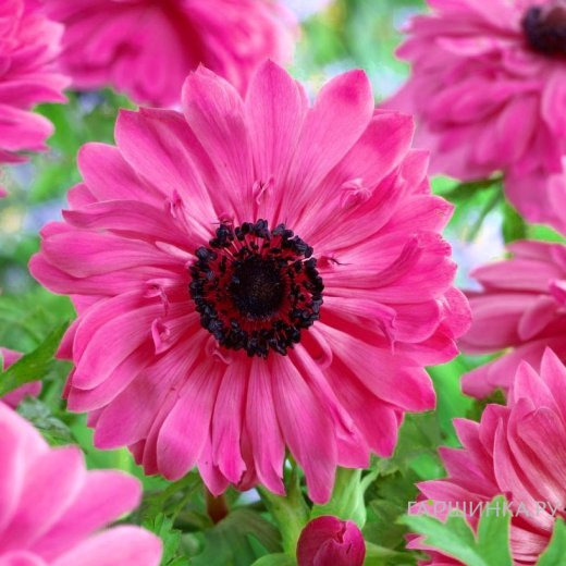 Анемона (Ветреница) махровая Адмирал 10 шт