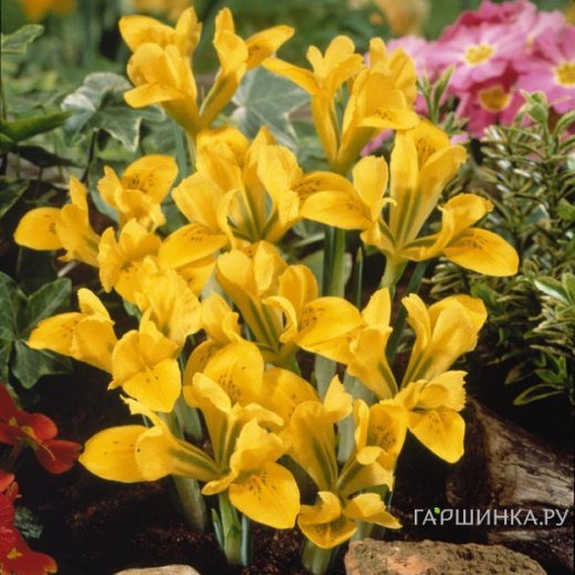 Ирис Дэнфорда 10шт