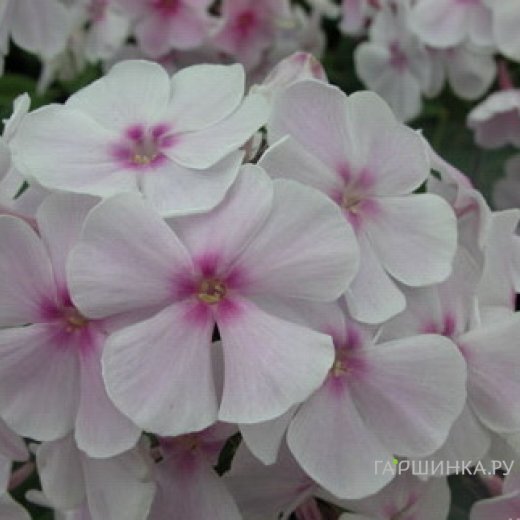 Флокс Атлант