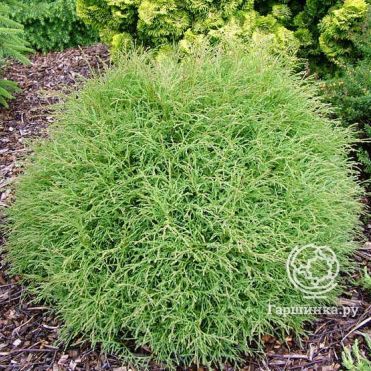 Туя шаровидная Мистер Боулинг Болл