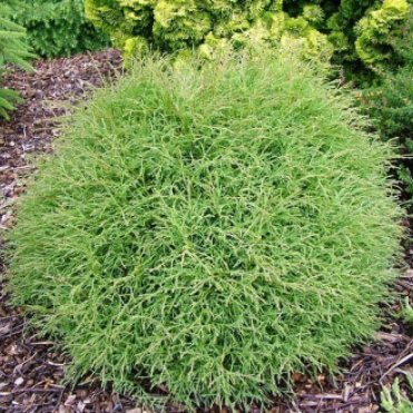 Туя шаровидная Мистер Боулинг Болл