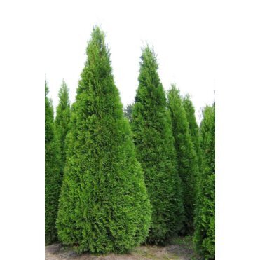 Туя западная Смарагд