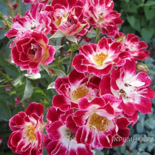 Роза Литл Артист миниатюрная, Imperial Rose