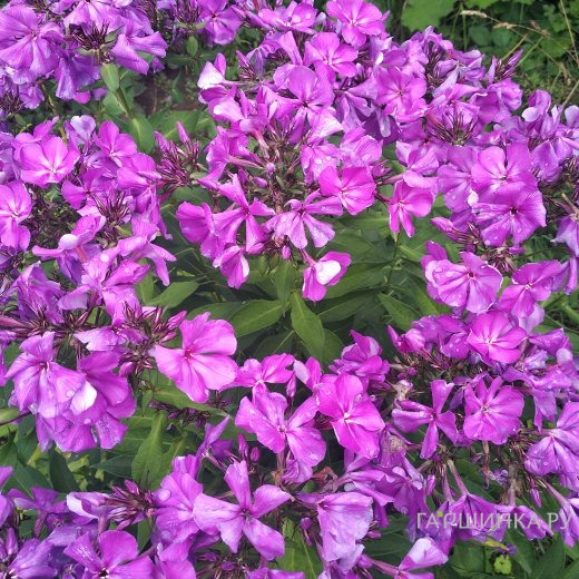 Флокс Полина