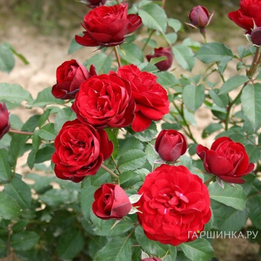 Роза Лаваглут флорибунда, Imperial Rose