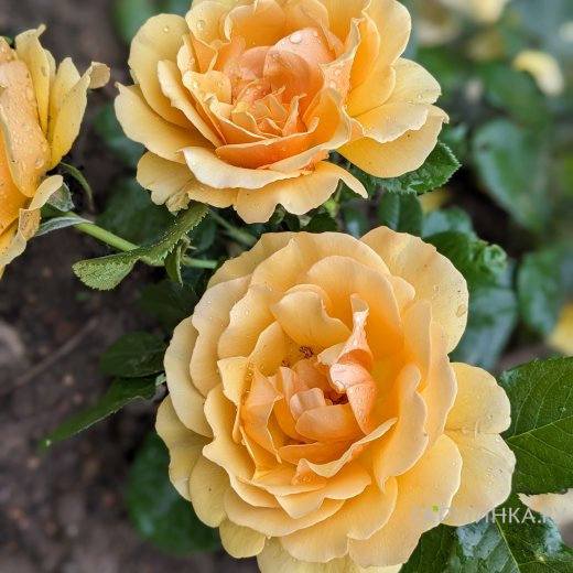 Роза Амбер Куин флорибунда, Imperial Rose