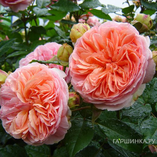 Роза Коин чайно-гибридная, Imperial Rose