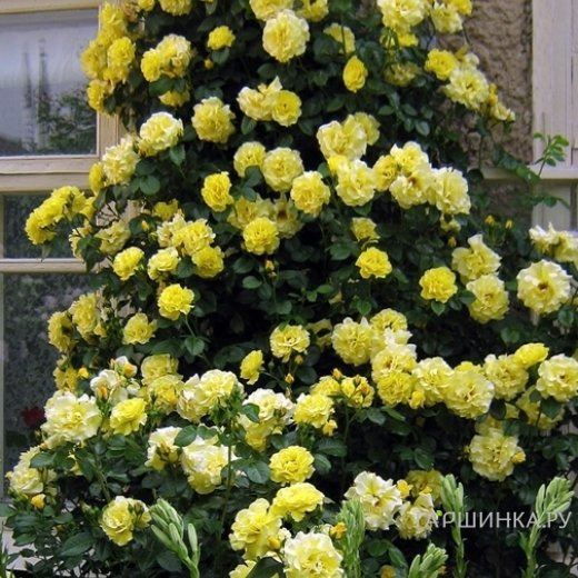 Роза Голдкрест плетистая, Imperial Rose