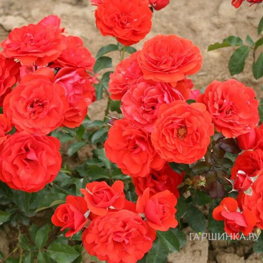 Роза Ред Ривер флорибунда, Imperial Rose