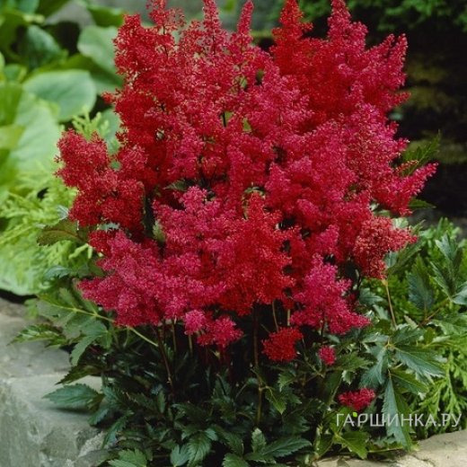Астильба Арендса Гранат