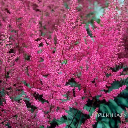 Астильба Элизабет ван Вин японская