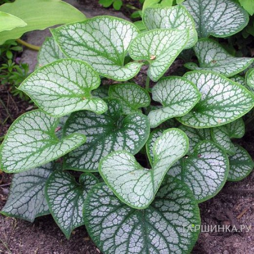 Бруннера Джек Фрост