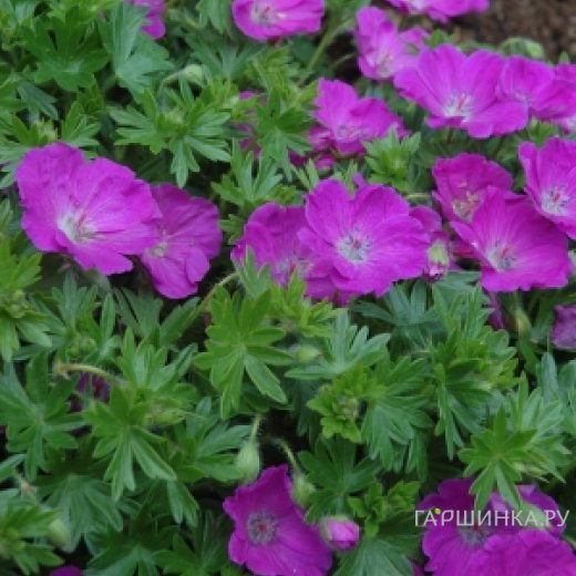 Герань садовая Макс Фрай