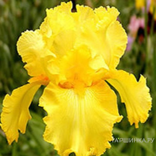 Ирис бородатый Октобе Сан