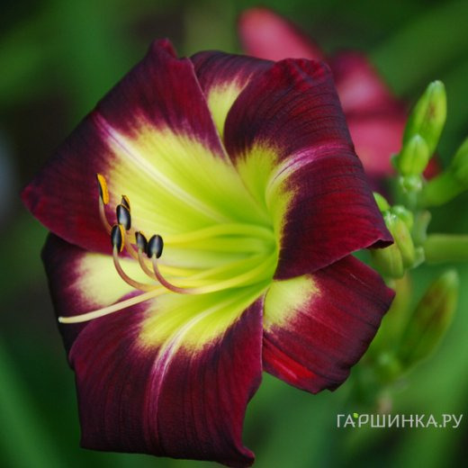 Лилейник Найт Бекон