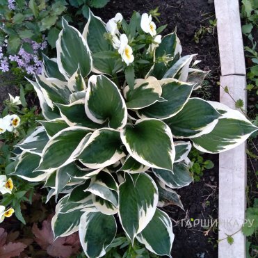 Хоста Минитмэн (SM)