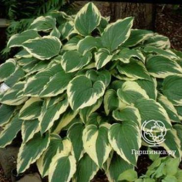 Хоста Моерхейм (M)