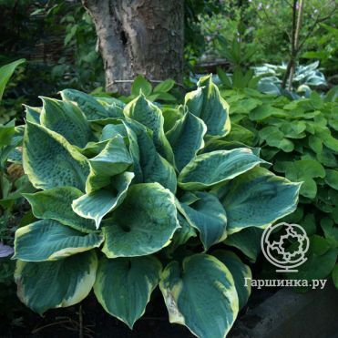 Хоста Пайзаз (SM)