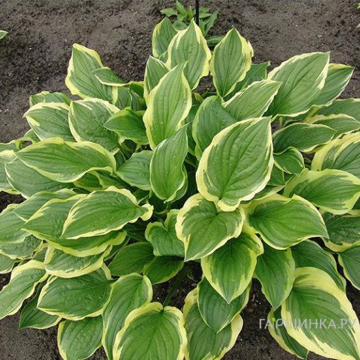 Хоста Со Свит (SM)