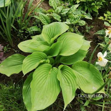 Хоста Сам энд Сабстэнс (XL)