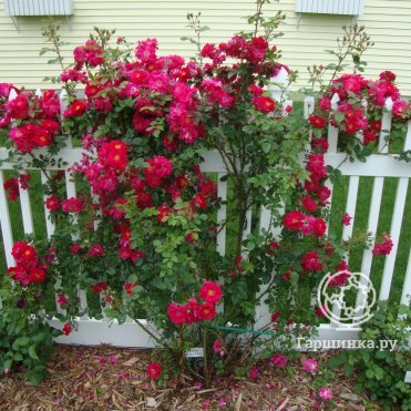 Роза Генри Келси канадская парковая (лиц)