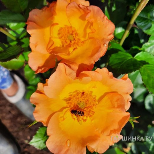 Роза Морден Санрайз канадская парковая (лиц)