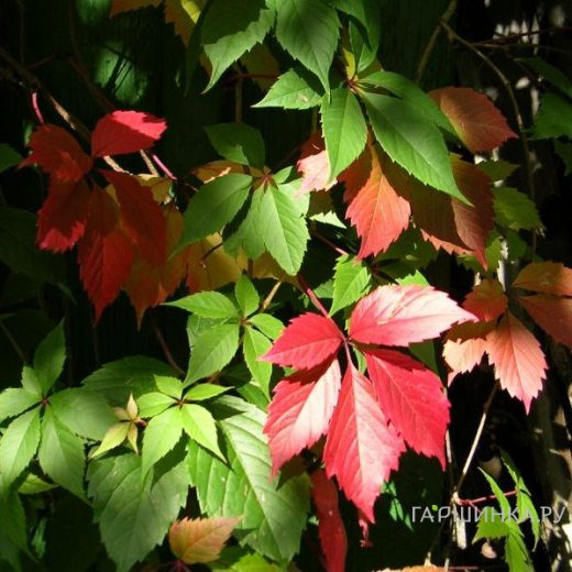 Девичий виноград пятилисточковый