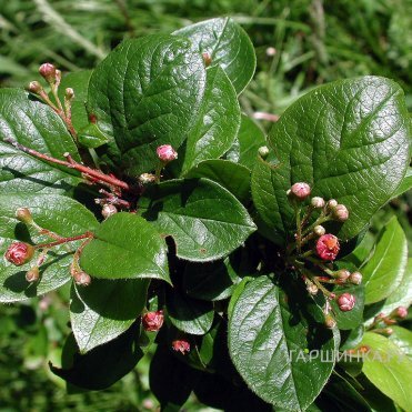 Кизильник блестящий