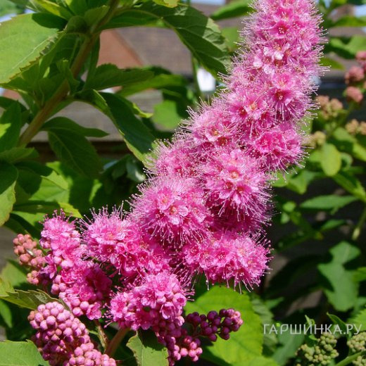 Спирея Билларда