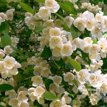 Чубушник Венечный