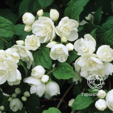 Чубушник виргинский