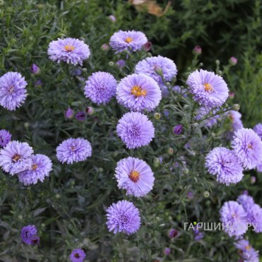 Астра новобельгийская Мари Боллард