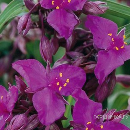 Традесканция Ред Грейп