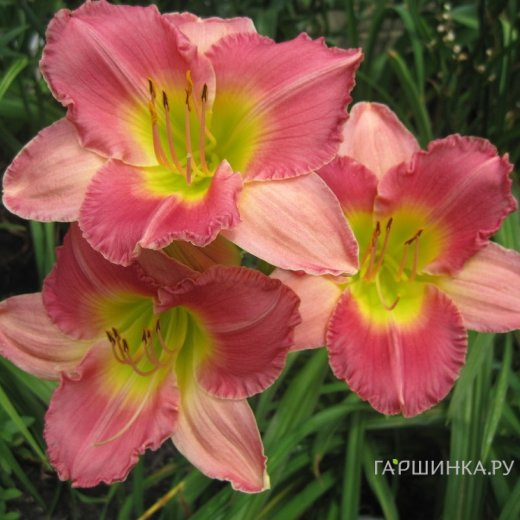 Лилейник Файнал Тач