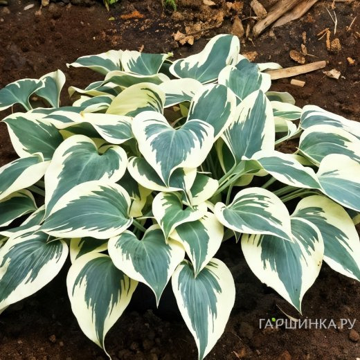 Хоста Фирн Лайн (M)