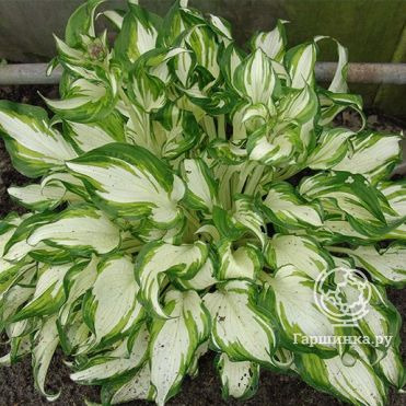 Хоста Киви Сперминт (М)