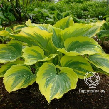 Хоста Либерти (VL)