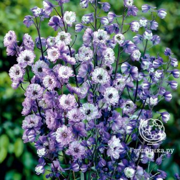 Дельфиниум высокий Ла Богем (Богема)