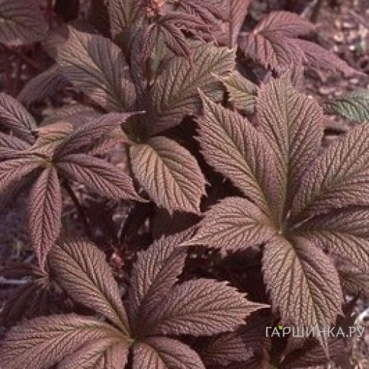 Роджерсия Шоколате Вингс перистая