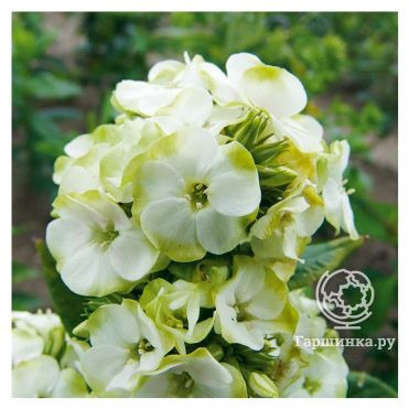 Флокс метельчатый Жадэ