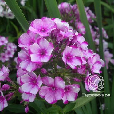 Флокс Неон Флае метельчатый