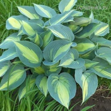 Хоста Катерина (ML)