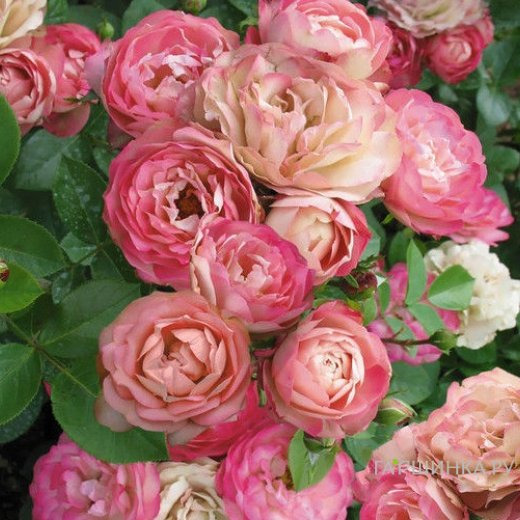 Роза Акрополис флорибунда, Топалович (лиц)