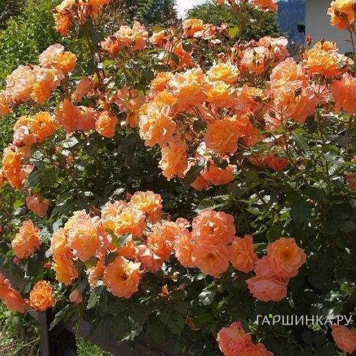 Роза Вестерленд кустарниковая, Топалович (лиц)