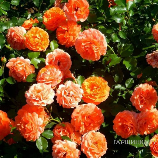 Роза Алоха плетистая, Топалович (лиц)